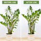 🔥50％ OFF🔥Plant Support Stakes for Indoor & Outdoor Use