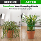 🔥2026 New Arrival ＆ Hot Sale ＆ 50％ Off🔥 Plant Grow Rings ✅ Interlocking Support & Easy Setup | Keep Plants Upright Fast 🌱