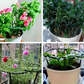 🔥2026 New Arrival ＆ Hot Sale ＆ 50％ Off🔥 Plant Grow Rings ✅ Interlocking Support & Easy Setup | Keep Plants Upright Fast 🌱