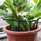 🔥2026 New Arrival ＆ Hot Sale ＆ 50％ Off🔥 Plant Grow Rings ✅ Interlocking Support & Easy Setup | Keep Plants Upright Fast 🌱