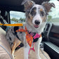🐕‍🦺Last Day Special Price:£ 7.99!!!🔥2-in-1 Dog Car Seat Belt & Walking Leash🐶🚗