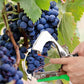 📢📢40% OFF !! ⏰Universal Lightweight Durable Plant Vine Tying Machine