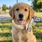 🐶🐱❄️Summer Pet Cooling Collar Wrap